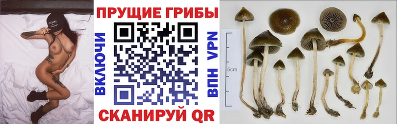 Купить закладки Всеволожск Псилоцибиновые грибы MAGIC MUSHROOMS